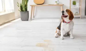 Beagle sitzt neben einer Pfütze, die nach Urin riecht.