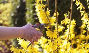 Hand mit Gartenschere schneidet gelbe Forsythie-Blüten. Frühling im Garten.