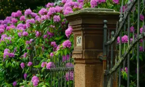 Kwitnący rododendron przy kamiennym słupku z numerem 30. Piękny rododendron uprawa w ogrodzie.