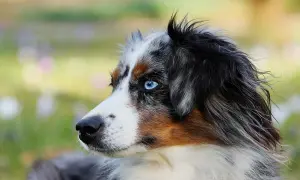 Ein Hund mit faszinierenden blauen Augen und dem typischen Blue Merle-Fellmuster, das wie Marmor aussieht.