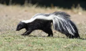 A skunk walks through grass, a reminder of how to get skunk smell out of a mattress.