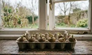 Keimende Kartoffeln in einem Eierkarton, bereit zum Kartoffeln anbauen. Draußen ein verschwommener Garten.