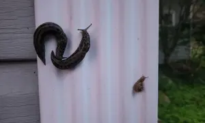 Dwa duże ślimaki i jeden mały ślimak na białej elewacji.