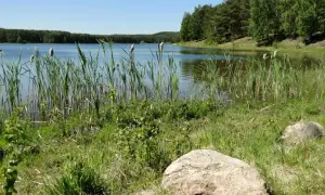 Spokojne jezioro Czarne Niesiołowice otoczone trzcinami i lasem. Na brzegu leżą kamienie.