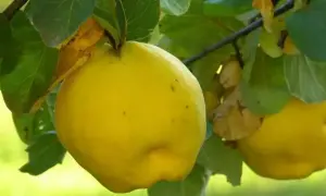 Kiedy jest sezon na pigwę? Odkryj najlepszy czas na zbiór owoców