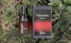 Flakon i pudełko Dior Fahrenheit Parfum wśród sukulentów.