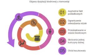Grafika przedstawia objawy dysplazji biodrowej u niemowląt: asymetrię fałd, ograniczenie odwodzenia, przeskakiwanie w stawie, skrócenie kończyny i chód kaczkowaty.