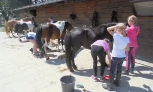 Stadniny Lublin - najlepsze miejsca na naukę jazdy konnej i pensjonat dla koni