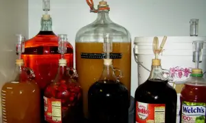 Wiele balonów z winem i nastawami. Zastanawiasz się, ile drożdży na 5 litrów wina? Tutaj fermentuje różne domowe trunki.