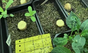Gul klisterfälla fångar många småflugor, ett effektivt sätt att bli av med sorgmyggor i krukorna med potatis och plantor.