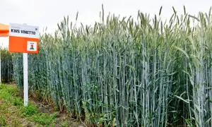 Pole zielonego żyta hybrydowego KWS Vinetto. Widać tabliczkę z nazwą odmiany. Ile żyta z ha? Dużo!