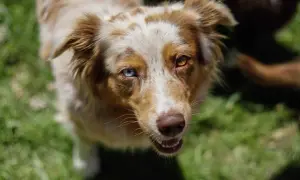 Ein Australian Shepherd mit heterochromen Augen blickt neugierig in die Kamera. Er ist fast ausgewachsen, wann ist ein Australian Shepherd ausgewachsen?