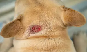 Close-up of a light brown dog's neck showing irritated skin and red patches, indicating dog rashes.
