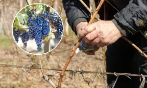 Jak przycinać winogrona na zimę? Poradnik krok po kroku