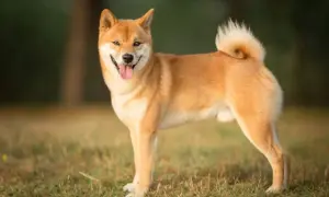 Uśmiechnięty mini shiba inu stoi na trawie, z językiem na wierzchu.