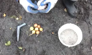Ręce w rękawiczkach przygotowują do sadzenia cebulki dymki. Obok leży narzędzie do sadzenia i wiaderko z ziemią.