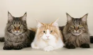 Trzy majestatyczne koty rasy Maine Coon, z pewnością żyją długo, bo aż 15 lat.