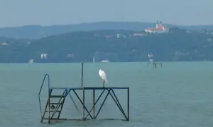 Biała czapla na pomoście na tle wzgórz i klasztoru nad jeziorem Balaton.