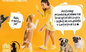 Radosna dziewczyna z lodem i pieski, w tym buldog i mops. Idealny pies dla dzieci, który potrzebuje troski weterynaryjnej.