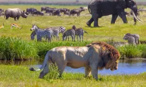 Jakie zwierzęta w Afryce? Odkryj Wielką Piątkę i sekrety safari