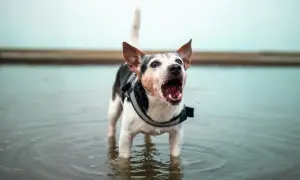 Perro con chaleco salvavidas ladrando en el agua. ¿Buscas cómo hacer que mi perro no ladre?