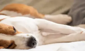 Uśpienie psa. Beagle śpi głęboko na kanapie, otulony kocem.