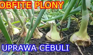 Kiedy siać cebulę? Idealny termin i metody na obfity plon