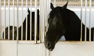 Dwa czarne konie fryzyjskie w boksach. Zastanawiasz się nad koń fryzyjski cena?