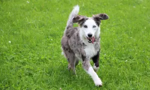 Ein fröhlicher Weimaraner Australian Shepherd Mix mit heterochromen Augen rennt über eine grüne Wiese.