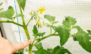 Finger zeigt auf Geiztrieb einer Tomatenpflanze. Das Ausgeizen fördert das Wachstum von Früchten.