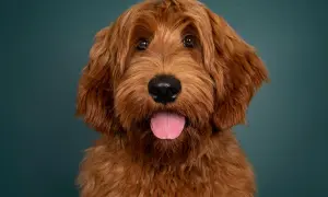 Uroczy rudy labradoodle z językiem na wierzchu. Sprawdź labradoodle cena, jeśli szukasz swojego nowego przyjaciela.