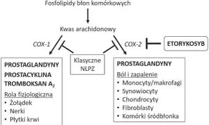 Schemat pokazuje, jak kwas arachidonowy przekształca się w prostaglandyny. Etorykosyb hamuje COX-2, wpływając na ból i zapalenie.