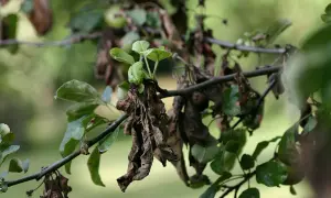 Verwelkte Blätter und junge Triebe an einem Ast zeigen typische apfelbaum-krankheiten bilder.