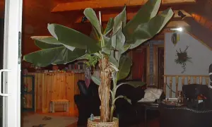 Stor bananplanta inomhus i ett vardagsrum med träpaneler i taket och en mysig atmosfär.