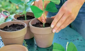 Hände pflanzen einen Steckling in einen Topf, um Sommerflieder zu vermehren.