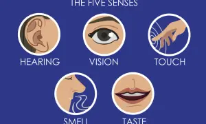Los cinco sentidos: oído, vista, tacto, olfato y gusto.