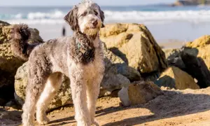 Ein erwachsener Mini Aussiedoodle steht am Strand, umgeben von Felsen.