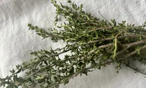 Ein Bündel frischer Thymian liegt auf weißem Leinen. Seine Verwendung in der Küche ist vielfältig: von herzhaften Gerichten bis zu Tees.
