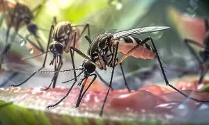 Komary na tarasie? Odzyskaj spokój! Sprawdzone metody i porady