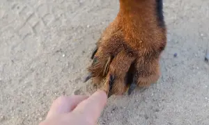 Eine Hand berührt die Pfote eines grannen Hundes. Sand und Grashalme kleben im Fell.