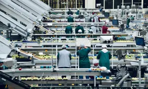 Operai in una linea di confezionamento mele, un esempio di efficiente gestione orari dipendenti per ottimizzare la produzione.