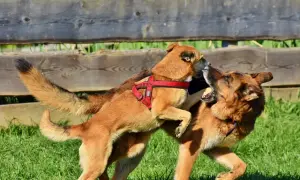 Zwei Hunde mit einem fröhlichen Spielgesicht tollen im Gras herum. Einer springt den anderen an, die Zungen hängen heraus.
