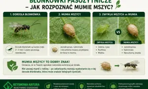 Dorosła błonkówka, mumia mszycy i zwykła mszyca. Mumia mszycy to znak, że naturalna ochrona przed szkodnikami w ogrodzie działa.