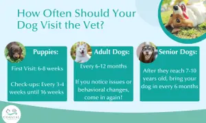 Infographic detailing how often should i take my dog to the vet: puppies (6-8 weeks first visit, check-ups every 3-4 weeks until 16 weeks), adult dogs (every 6-12 months, or if issues arise), and senior dogs (every 6 months after 7-10 years old).