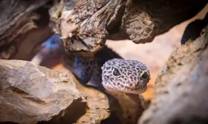 Jak powinno wyglądać terrarium dla gekona lamparciego, aby uniknąć błędów?