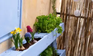 Kolorowe rośliny na balkon: żółte żonkile, fioletowe i różowe hiacynty oraz zielona pietruszka w niebieskiej skrzynce.