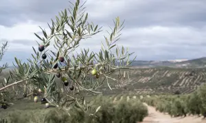 Rama de olivo con aceitunas maduras y un campo de olivos al fondo. Un paisaje que invita a descubrir qué ver en Úbeda y Baeza.