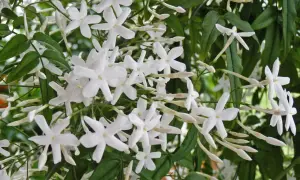 Zarte weiße Jasminblüten und Knospen, bereit zum Jasmin schneiden.
