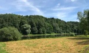 Gdzie na spacer z psem w Podkarpackiem? Odkryj najlepsze miejsca