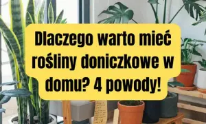 Dlaczego uprawiamy rośliny doniczkowe? Odkryj ich niesamowite korzyści
